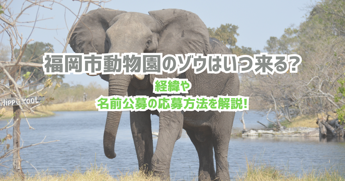 福岡市動物園のゾウはいつ来る?経緯や名前公募の応募方法を解説!